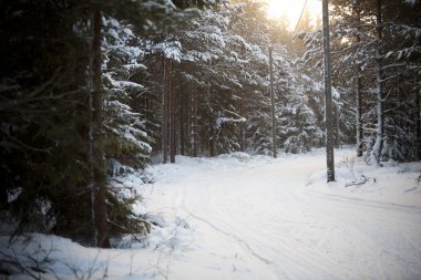 Winter Landscape in the forest clipart