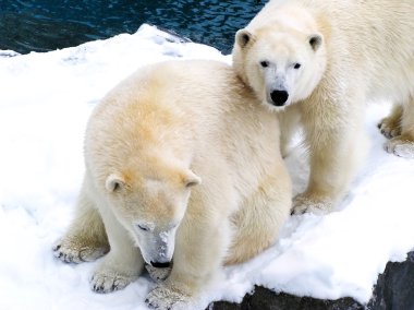 Two polar bears close together