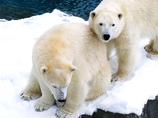 Broadbeachdwa niedźwiedzie polarne blisko siebie — Zdjęcie stockowe