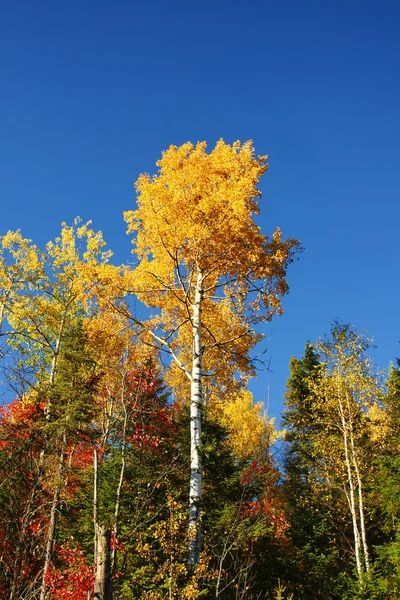 Vertical yellow poplar and blue sky — Stock Photo, Image