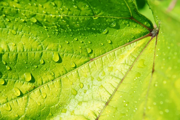 Water on vine leaf — Stock Photo, Image