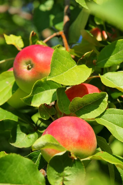 Vertikální tři červená jablka — Stock fotografie