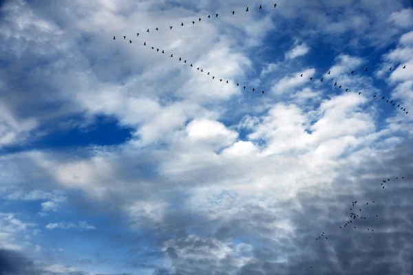 Gänse in Flugformation und wunderschönem Himmel — Stockfoto