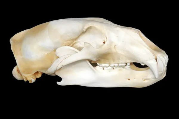 stock image Polar bear skull on black