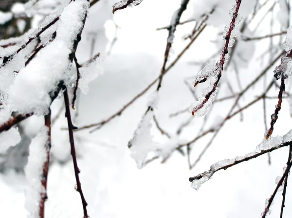 Gelo em ramos — Fotografia de Stock