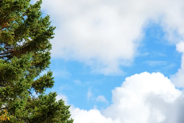 stock image Evergreen tree and blue sky