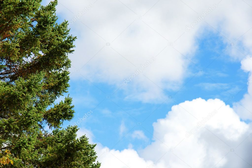 Evergreen tree and blue sky