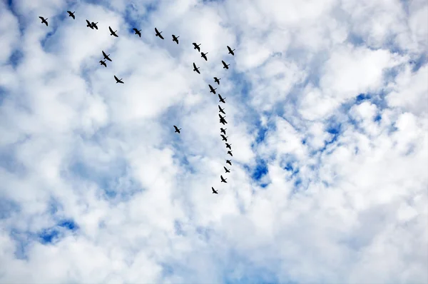 Canadian geese in flight — Stock Photo, Image