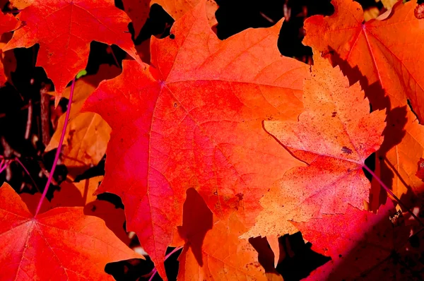 Czerwone liście klonu na ziemi. — Zdjęcie stockowe