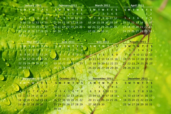 2011 calendar on green vine leaf — Stock Photo, Image