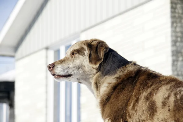 家庭安全 一条大的眼还盯在房子前面的东西的拉布拉多澳大利亚牧羊犬混合狗 — 图库照片
