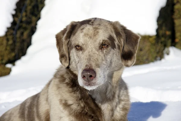 Kar üzerinde ciddi köpek — Stok fotoğraf
