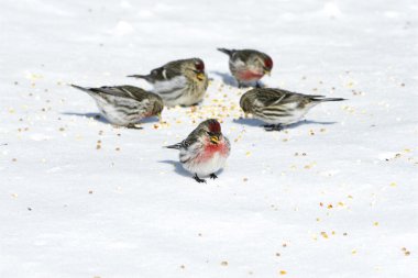 Birds eating seeds on snow clipart