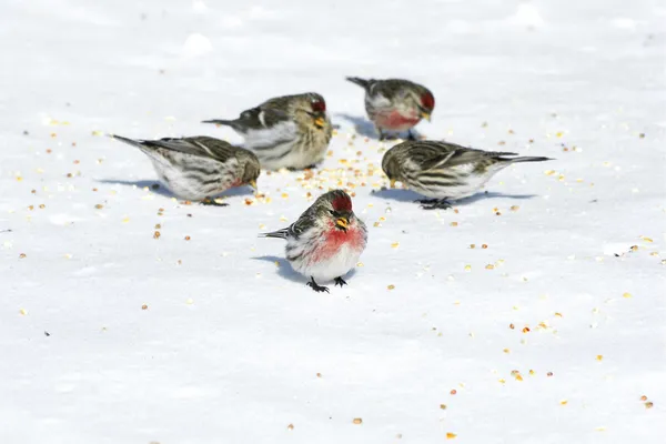 Pássaros comendo sementes na neve — Fotografia de Stock