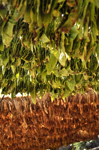 Tobacco hanging for drying — Stock Photo, Image
