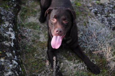 güzel kahverengi labrador