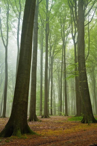 Ködös erdő Jogdíjmentes Stock Képek