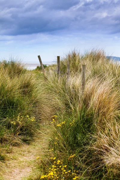 砂丘と草 — ストック写真