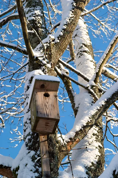 Holk Snow Omfattas Träd Skog Med Vintern — Stockfoto