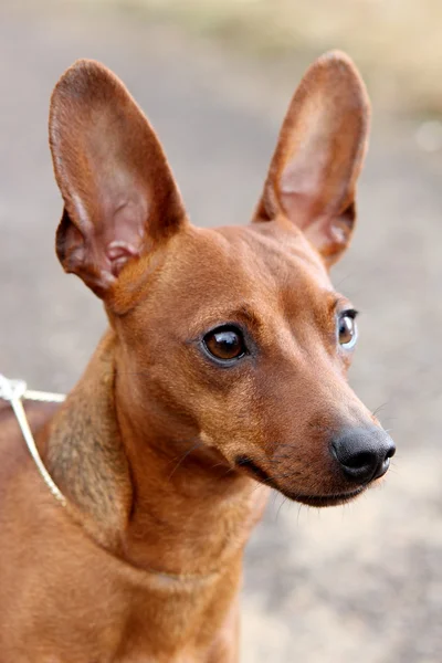 Red Miniature Pinscher Stock Picture