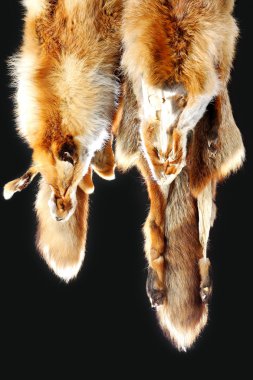 The fox fur clipart