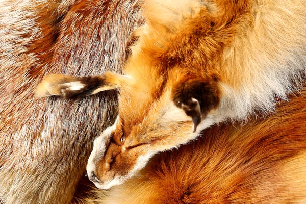 stock image The fox fur