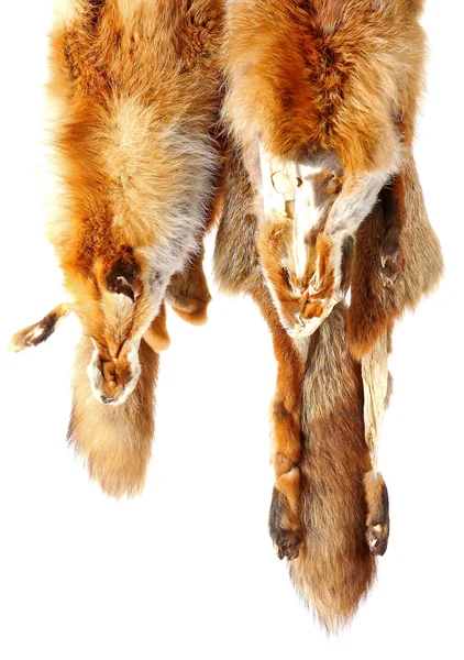 The fox fur — Stock Photo, Image