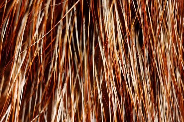 stock image The fox fur closeup