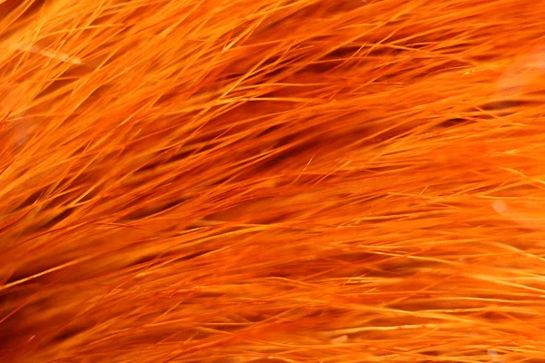 stock image The fox fur closeup