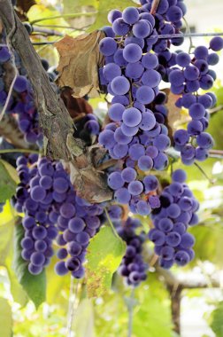 Red grape clipart