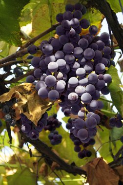 Grape cluster clipart