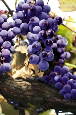 Red grape cluster clipart