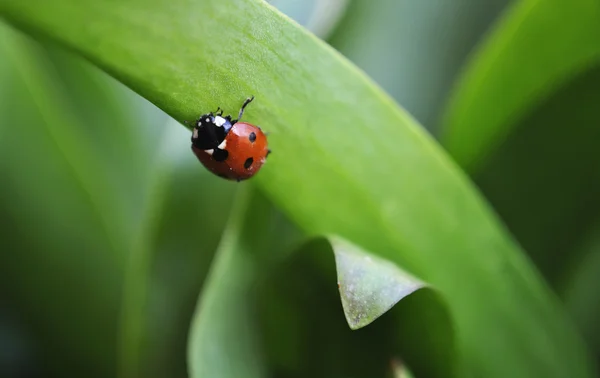 stock image Ladybug