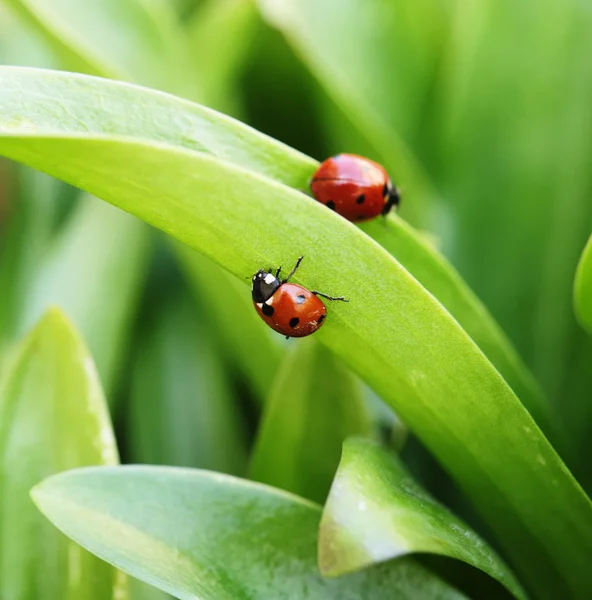 stock image Ladybugs