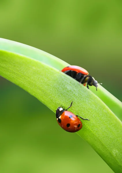Ladybugs — Stock Photo, Image