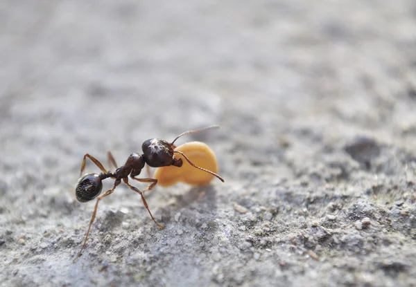 Stock image Ant