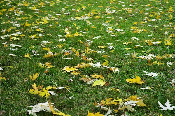 stock image Autumn leaves