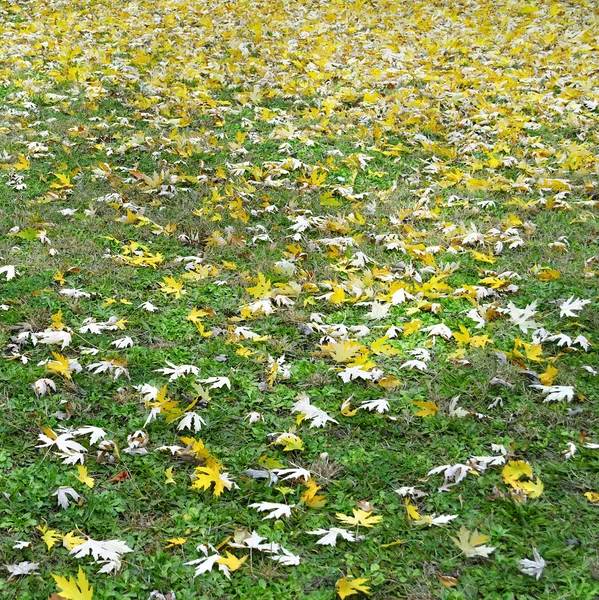 stock image Autumn leaves