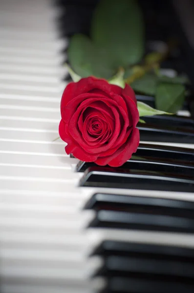 Rosa Roja Teclado Del Piano —  Fotos de Stock