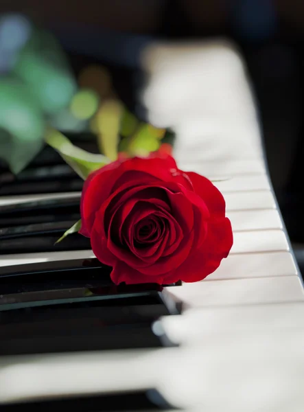 Rose and piano — Stock Photo, Image
