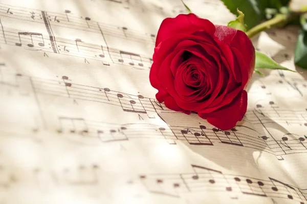 Rose and music — Stock Photo, Image