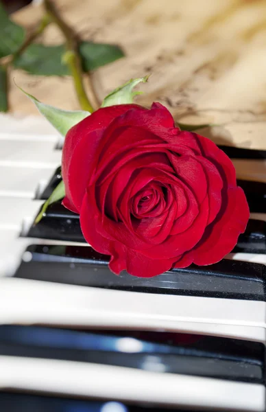 Rosa y piano —  Fotos de Stock