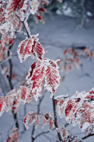 Stock image Frosted