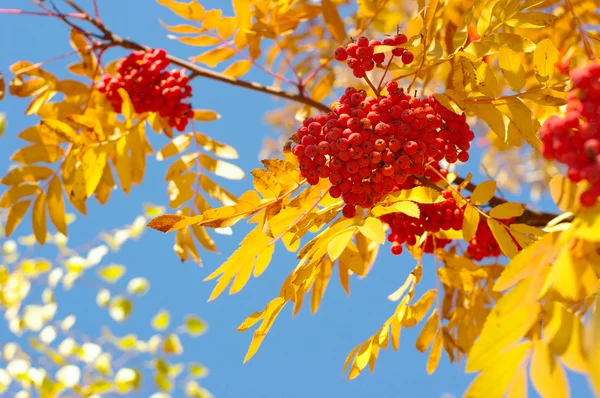 Краса осінь Стокове Фото