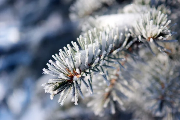 stock image Branch of blue spruce with needles, feathery frost