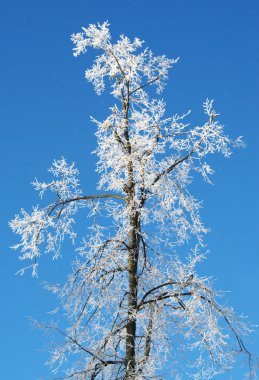 soğukluk