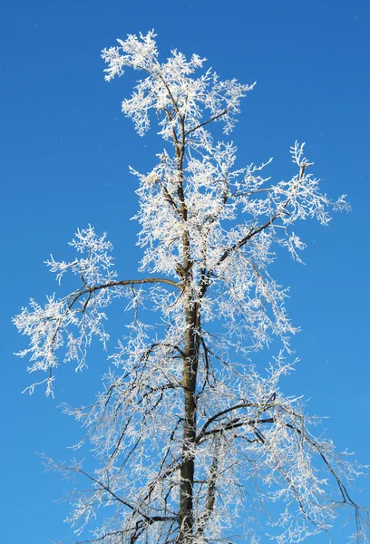 stock image Coldness