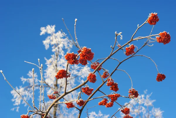 Kırmızı Kül Mavi Gökyüzü Ağaçlarda Hoarfrost Karşı Donmuş Demet — Stok fotoğraf