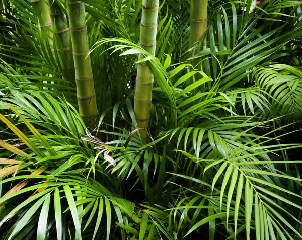 Giardino di bambù — Foto Stock