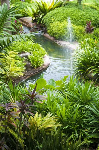 Jardim tropical — Fotografia de Stock